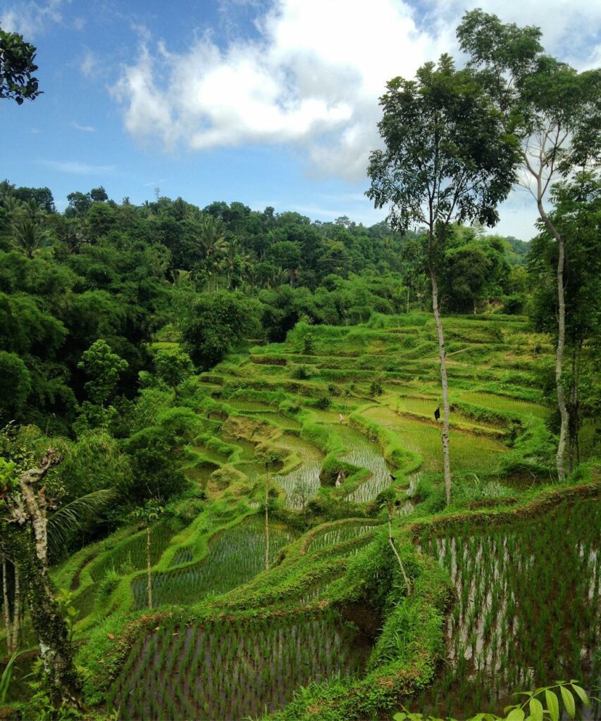 Tetebatu